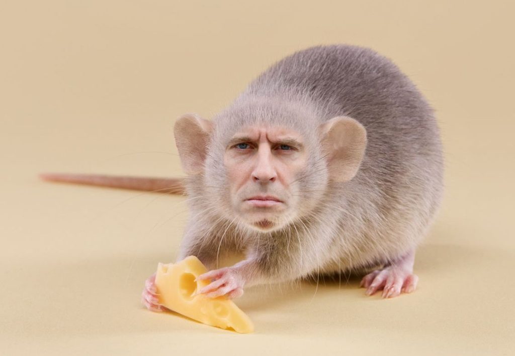 Souris malade
